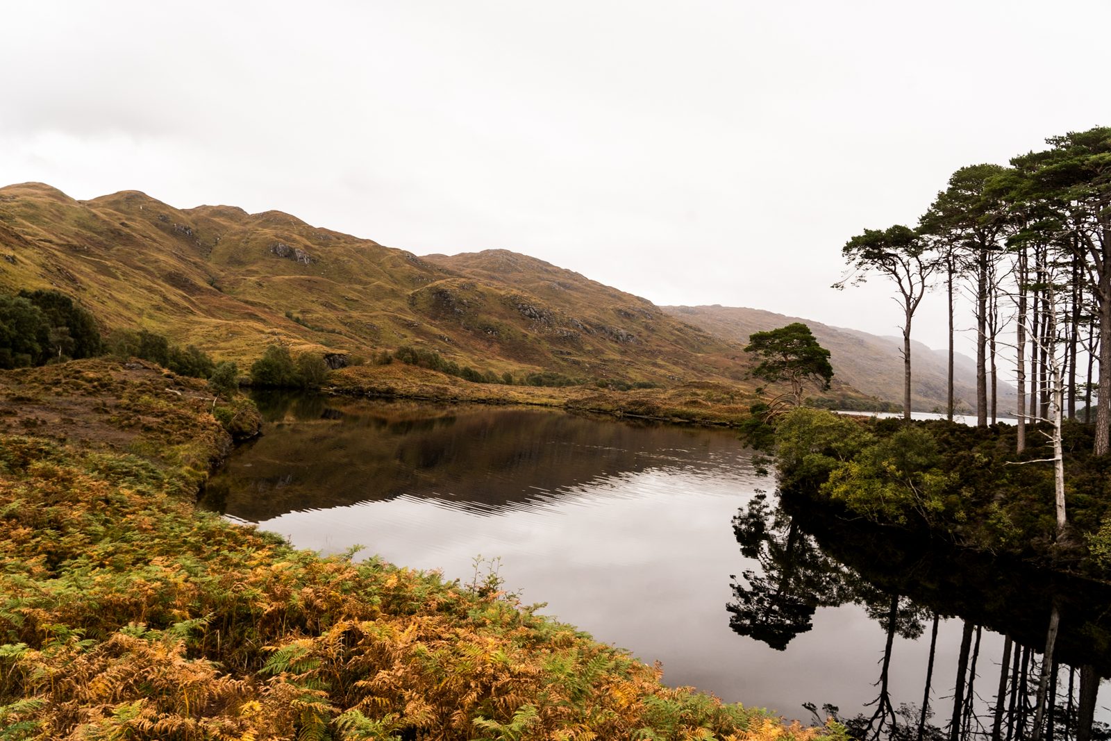 Calm lake reflecting tall pines beneath rolling hills in warm autumn light