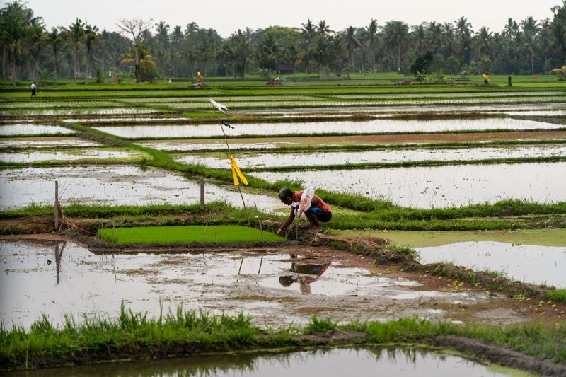 Farmer crouching in flooded rice paddies with palm trees behind