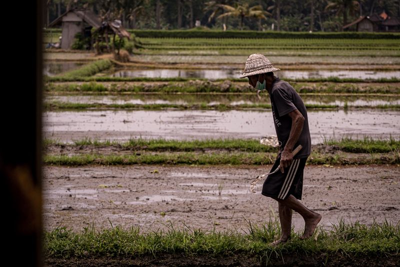 Barefoot farmer in a straw hat walking along a muddy rice paddy