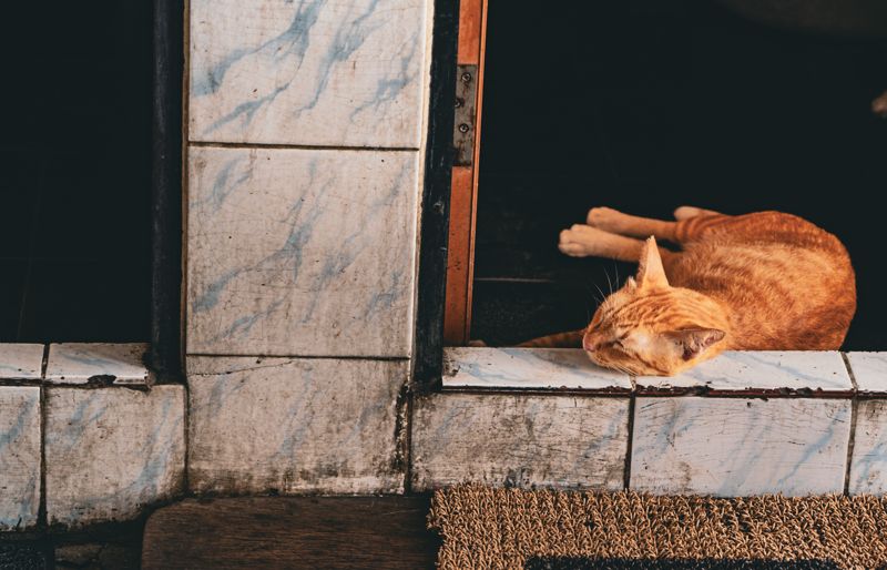 Orange tabby cat sleeping on a weathered tiled doorstep